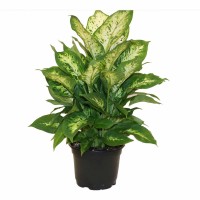 Dieffenbachia Easy to Grow Live House Plant from Delray Plants, 6-inch Grower Pot   553130615